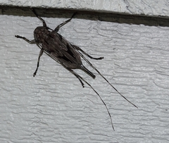 Acanthocinus nodosus