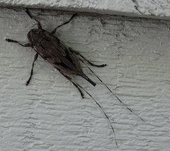 Acanthocinus nodosus