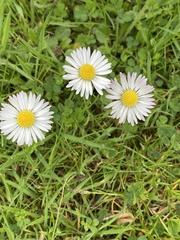 Bellis perennis