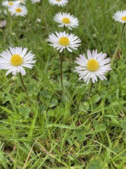 Bellis perennis