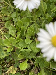 Bellis perennis