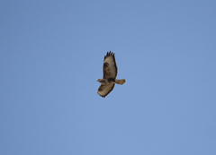 Buteo buteo