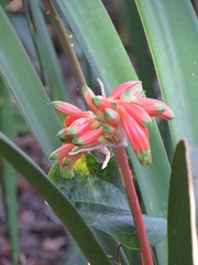 Clivia gardenii