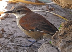 Cinclodes atacamensis