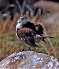 Cinclodes atacamensis