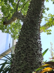 Ceiba insignis