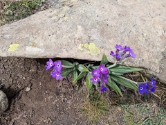 Primula macrophylla