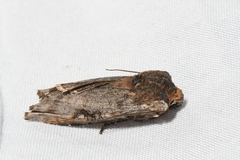 Xylena thoracica