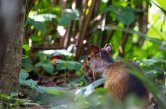 Dasyprocta prymnolopha