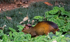 Dasyprocta prymnolopha