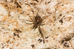 Dicranolasmatidae