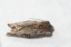 Xylena thoracica