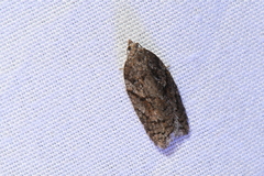 Acleris maccana