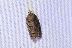 Acleris maccana