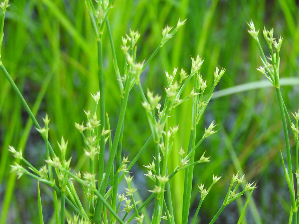 Cut Rushes Rushes in May 2022 by Eric Blomberg · iNaturalist