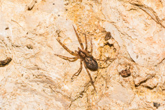 Liocranum