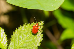 Lilioceris merdigera