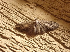 Eupithecia palpata