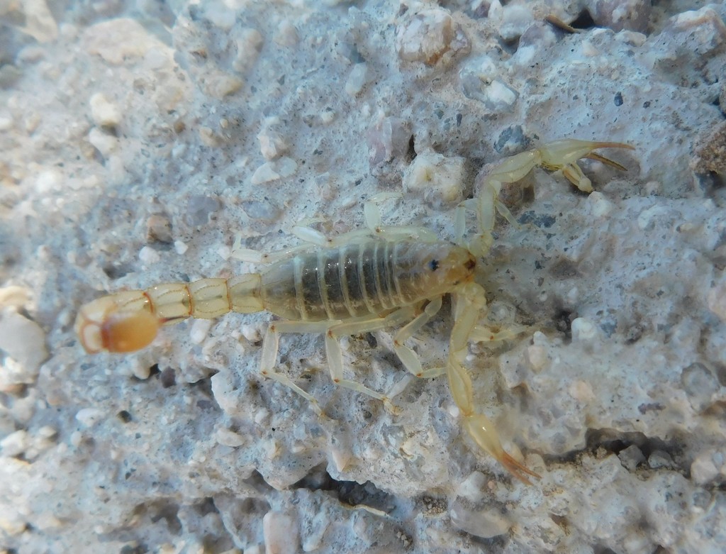 Paravaejovis diazi