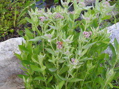 Pluchea baccharis