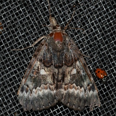 Catocala epione
