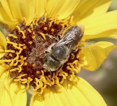 Osmia coloradensis