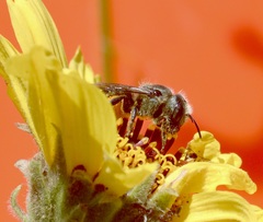Osmia coloradensis