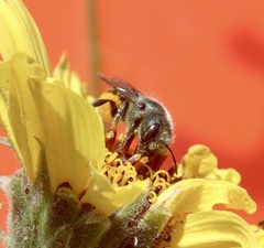 Osmia coloradensis