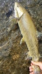 Salvelinus confluentus