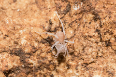 Holoscotolemon lessiniense