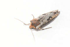 Xylena thoracica