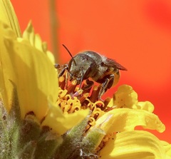 Osmia coloradensis