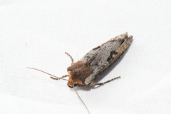 Xylena thoracica