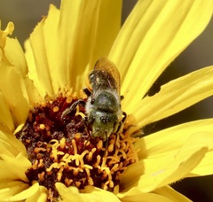 Osmia coloradensis