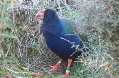 Porphyrio hochstetteri