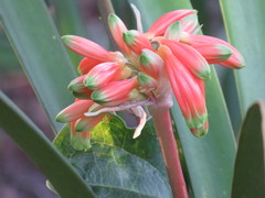 Clivia gardenii