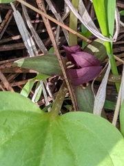 Trillium petiolatum