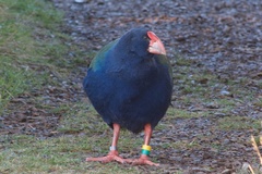 Porphyrio hochstetteri