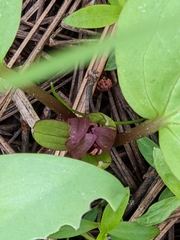 Trillium petiolatum