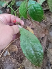 Psychotria subobliqua image