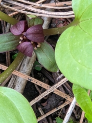 Trillium petiolatum