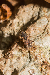 Eremocoris podagricus