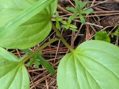Trillium petiolatum