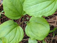 Trillium petiolatum