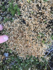 Sphaerophorus globosus