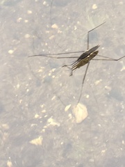 Aquarius conformis