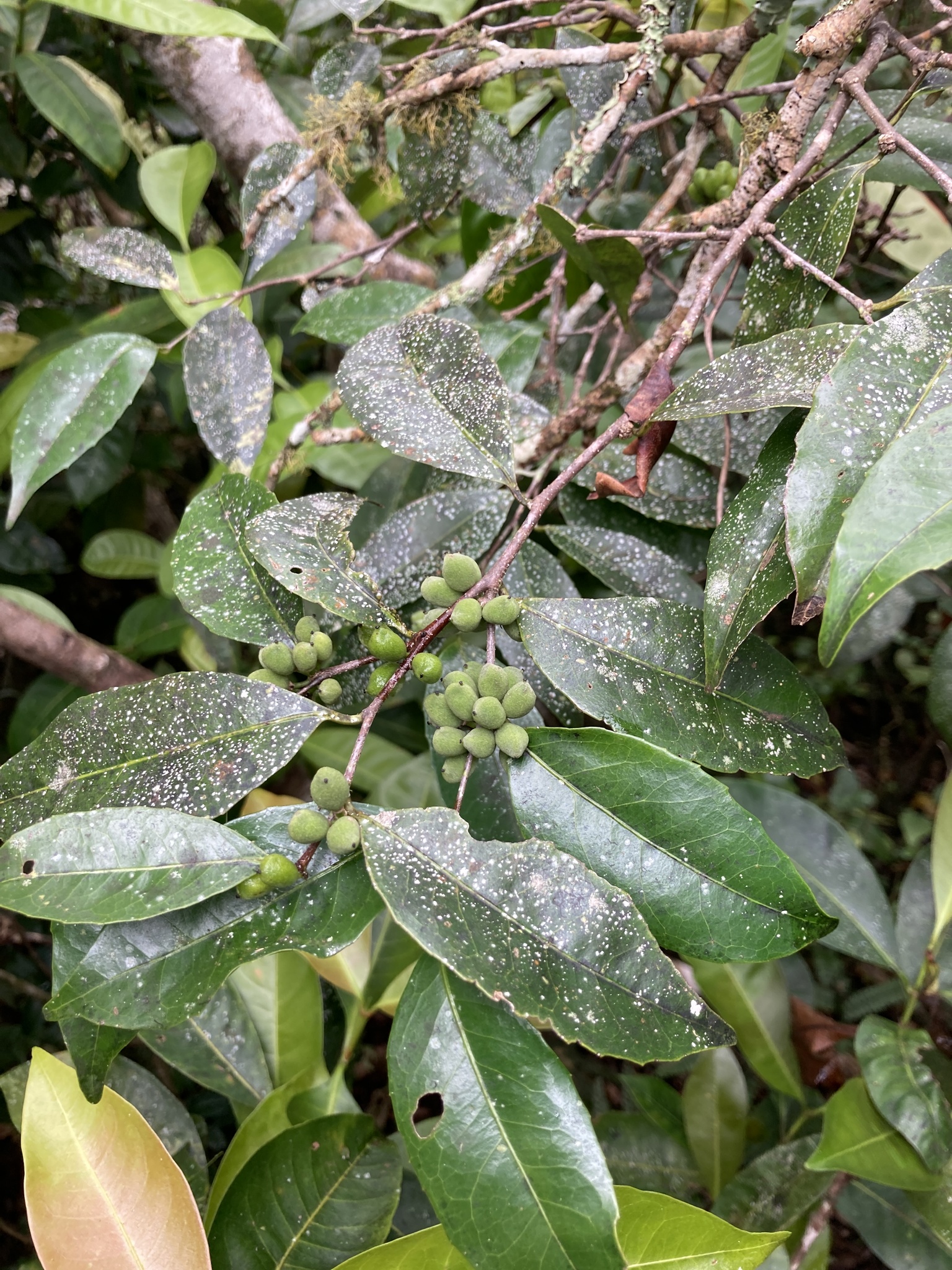 Xylosma schwaneckeana
