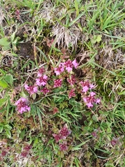 Thymus linearis