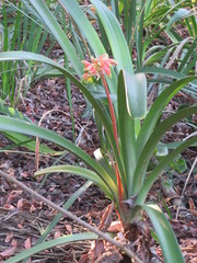 Clivia gardenii