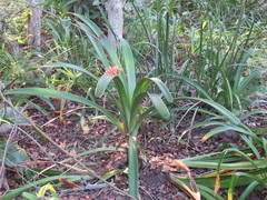 Clivia gardenii